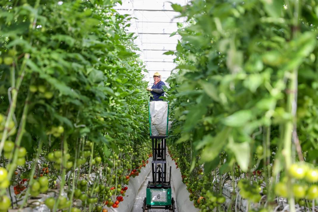 Çürük buharla Konya'da 1600 ton üretiliyor: Yabancı alıcı kapış kapış kaçırmıyor 7